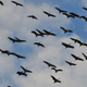 Image for article titled These Are the Most Extreme Migrations in the Animal Kingdom